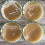 Isolating Wild Yeast for Homebrewing