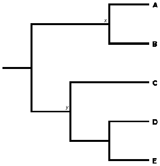 Example of phylogenetic tree used to describe evolutionary relationships between 8 Saccharomyces species